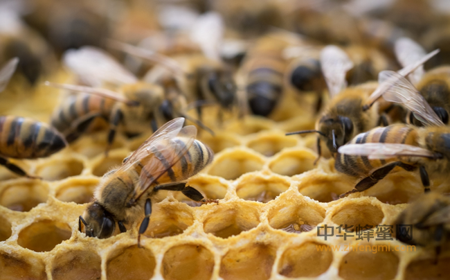 蜂巢的使用方法与功效详解