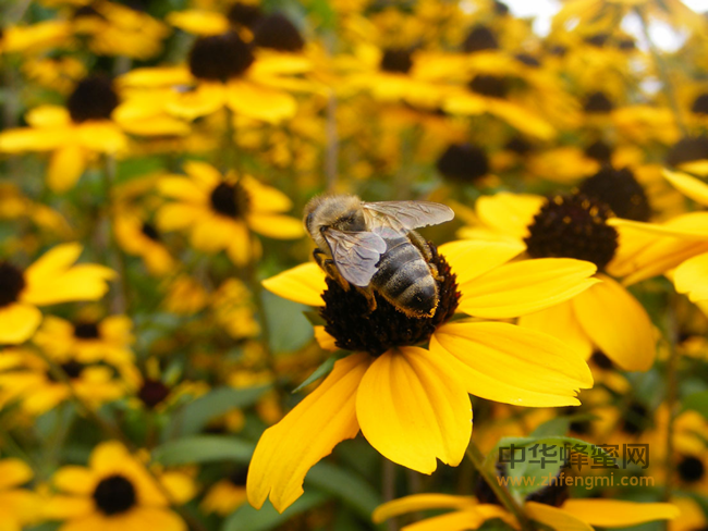 蜜蜂蜇了人，养蜂人应不应该负责？