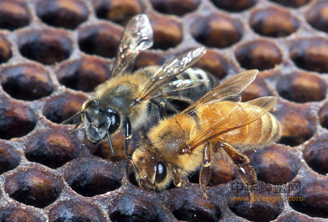 带你了解什么是浓缩蜜，混合蜜、加工蜜和假蜂蜜！