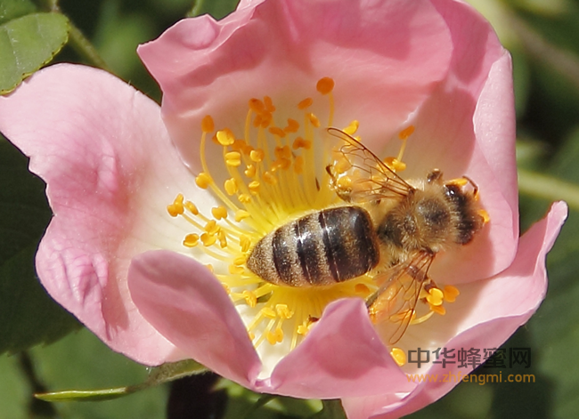 当蜂蜜遇上山楂，不仅仅是排毒减脂