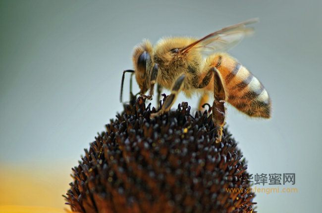 蜂花粉可预防和辅助治疗糖尿病