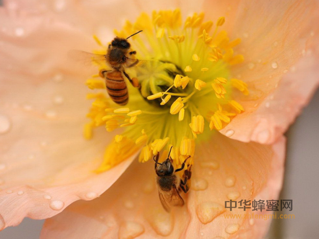 秋天喝蜂蜜好处多！