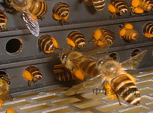 农家蜂蜜，村里野蜂蜜，山里野蜂蜜的对比
