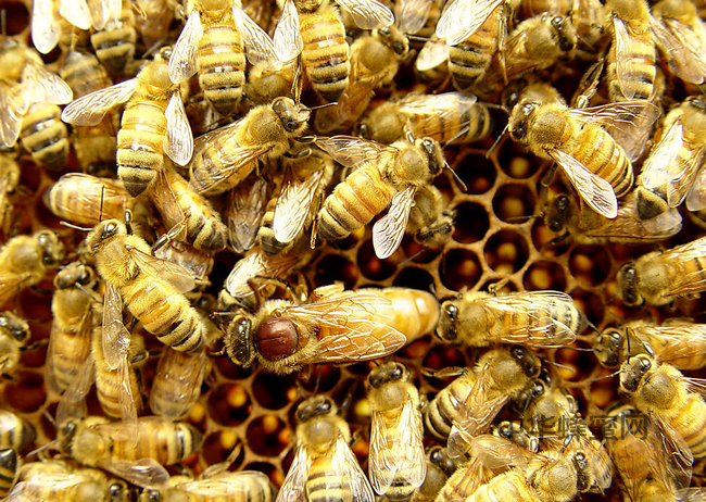 吃蜂蜜会发胖吗...?