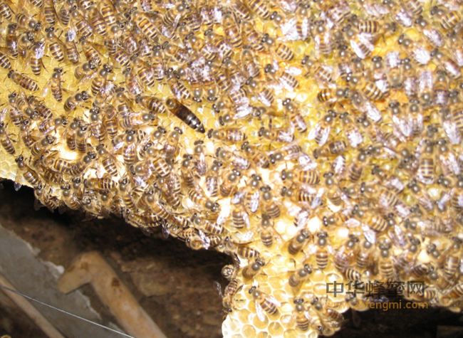 试问清理血管哪家强，蜂产品中蜂胶王！