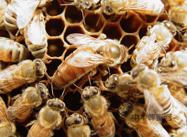 蜂蜜搭配各种蔬菜汁 补肾还护发