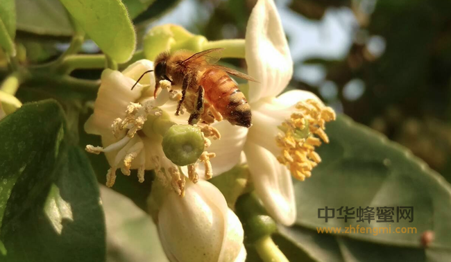鹰牌蜂蜜的21种食用方法